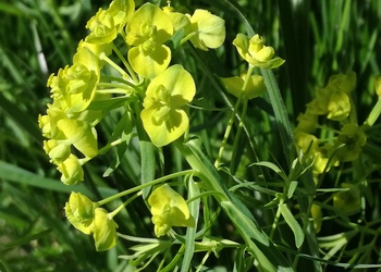 Zypressen-Wolfsmilch (Euphorbia cyparissias) - © Bernard Wieser