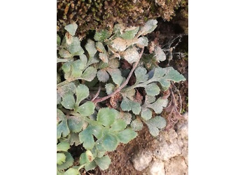Mauer-Streifenfarn (Asplenium ruta-muraria) - © Bernard Wieser