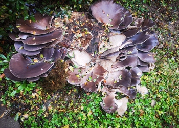 Austern-Seitling (Pleurotus ostreatus) - © Bernard Wieser