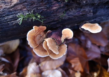 Samtiger Schichtpilz (Stereum subtomentosum) - © Bernard Wieser