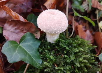 Flaschenstäubling (Lycoperdon perlatum) - © Bernard Wieser