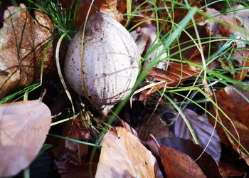 Falten-Tintling (Coprinopsis atramentaria) - © Bernard Wieser