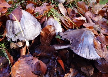 Falten-Tintling (Coprinopsis atramentaria) - © Bernard Wieser