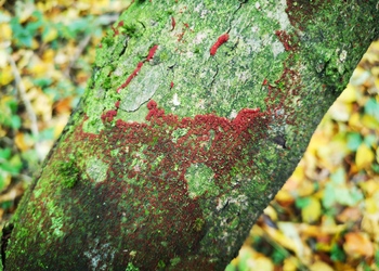 Orangeroter aufsitzender Pustelpilz (Nectria episphaeria) - © Bernard Wieser