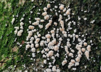 Orangeroter aufsitzender Pustelpilz (Nectria episphaeria) - © Bernard Wieser