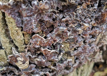 Gezonter Ohrlappenpilz (Auricularia mesenterica) - © Bernard Wieser