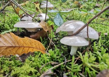 Wohlriechender Schneckling (Hygrophorus agathosmus) - © Bernard Wieser