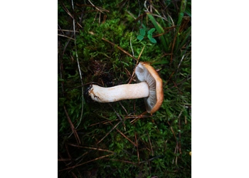 Getropfter Ritterling (Tricholoma pessundatum) - © Bernard Wieser