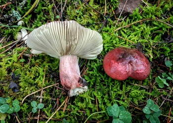 Stachelbeer-Täubling (Russula queletii) - © Bernard Wieser