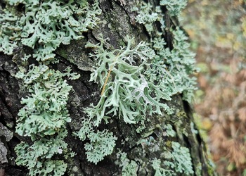 Eichenmoos (Evernia prunastri) - © Bernard Wieser