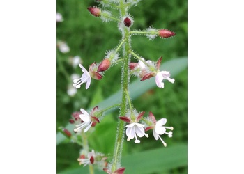 Wald-Hexenkraut (Circaea lutetiana) - © Bernard Wieser