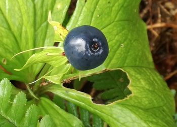 Einbeere (Paris quadrifolia) - © Bernard Wieser