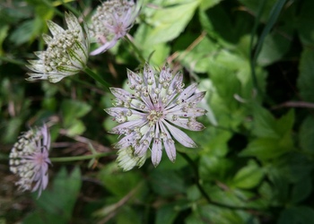 Sterndolde (Astrantia major) - © Bernard Wieser