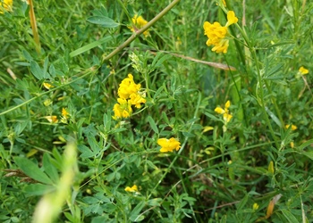 Sichelklee (Medicago falcata) - © Bernard Wieser