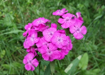 Bartnelke (Dianthus barbatus) - © Bernard Wieser