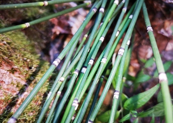Winter-Schachtelhalm (Equisetum hyemale) - © Bernard Wieser