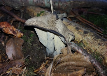 Herbst-Trompete, Toten-Trompete (Craterellus cornucopioides) - © Bernard Wieser