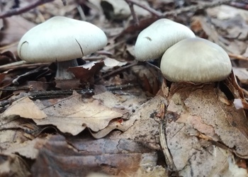 Grauer Butter-Rübling (Rhodocollybia butyracea var. asema) - © Bernard Wieser