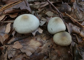 Grauer Butter-Rübling (Rhodocollybia butyracea var. asema) - © Bernard Wieser