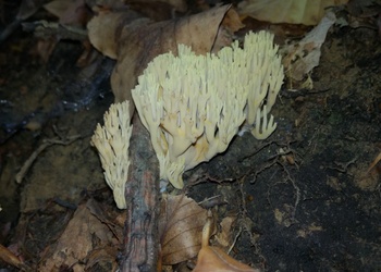 Steife Koralle (Ramaria stricta) - © Bernard Wieser