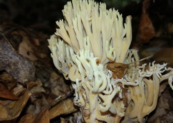 Steife Koralle (Ramaria stricta) - © Bernard Wieser