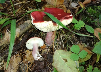 Stachelbeer-Täubling (Russula queletii) - © Bernard Wieser