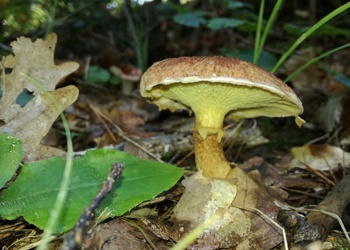Hohlfußröhrling (Boletinus cavipes) - © Bernard Wieser