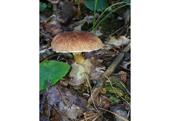 Hohlfußröhrling (Boletinus cavipes) - © Bernard Wieser