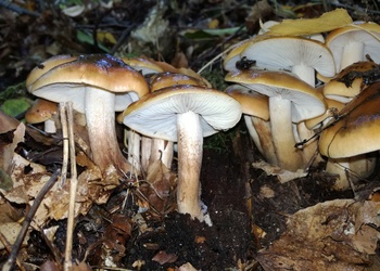 Brandiger Ritterling (Tricholoma ustale) - © Bernard Wieser