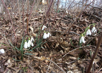 Schneeglöckchen (Galanthus nivalis) - © Bernard Wieser