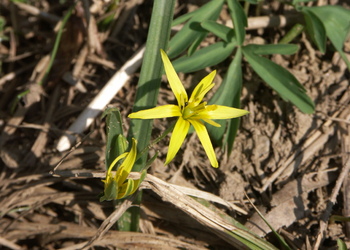 Wald-Gelbstern (Gagea lutea) - © Bernard Wieser