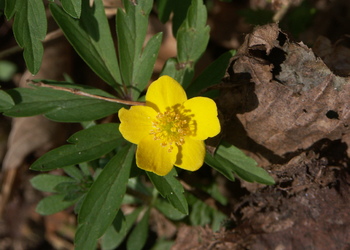 Gelbes Windröschen (Anemone ranunculoides) - © Bernard Wieser