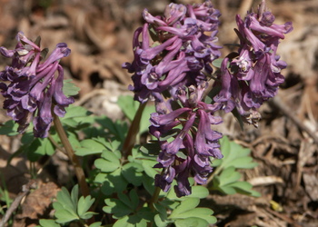Finger-Lerchensporn (Corydalis solida) - © Bernard Wieser