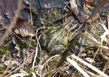 Wasserfrösche (Pelophylax kl. esculentus) - © Bernard Wieser