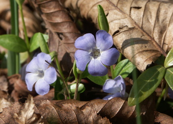 Kleines Immergrün (Vinca minor) - © Bernard Wieser