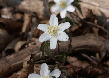 Busch-Windröschen (Anemone nemorosa) - © Bernard Wieser