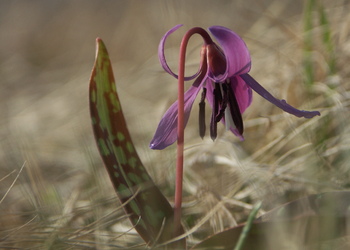 Hunds-Zahnlilie (Erythronium dens-canis) - © Bernard Wieser