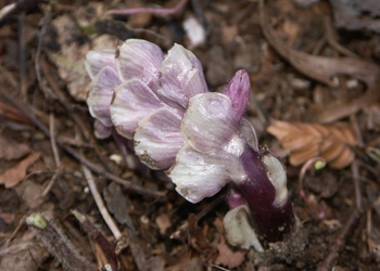 Gewöhnliche Schuppenwurz (Lathraea squamaria) - © Bernard Wieser