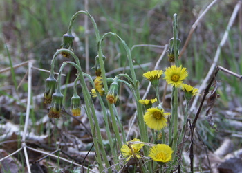 Huflattich (Tussilago farfara) - © Bernard Wieser