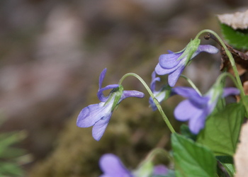 Wald-Veilchen (Viola reichenbachiana) - © Bernard Wieser