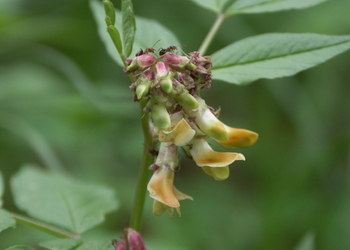 Walderbsen-Wicke (Vicia oroboides) - © Bernard Wieser