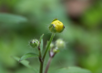 Wolliger Hahnenfuß (Ranunculus lanuginosus) - © Bernard Wieser