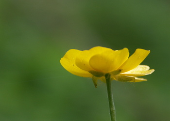 Wolliger Hahnenfuß (Ranunculus lanuginosus) - © Bernard Wieser