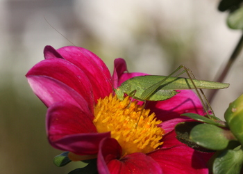 Vierpunktige Sichelschrecke (Phaneroptera nana) - © Willi Stani