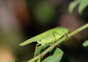 Vierpunktige Sichelschrecke (Phaneroptera nana)