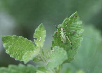 Vierpunktige Sichelschrecke (Phaneroptera nana) - © Willi Stani