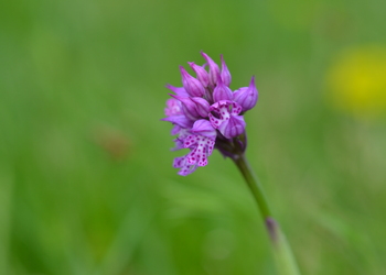 Dreizähniges Knabenkraut (Orchis tridentata) - © Bernard Wieser