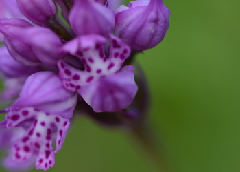 Dreizähniges Knabenkraut (Orchis tridentata) - © Bernard Wieser