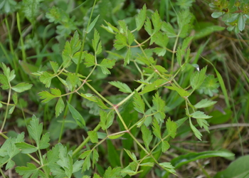 Hirschwurz- Haarstrang (Peucedanum cervaria) - © Bernard Wieser