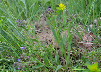 Schmalblättriges Lungenkraut (Pulmonaria angustifolia) - © Bernard Wieser